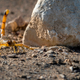 Image for article titled Hundreds Stung as Extreme Storms Unleash Scorpion Plague in Egypt